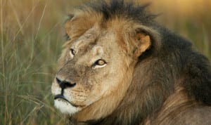 Final-pictures-of-Cecil-the-lion-emerge-as-the-US-considers-extraditing-dentist-killer-595187